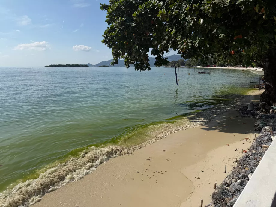 Pantai hotel yang penuh dengan ganggang