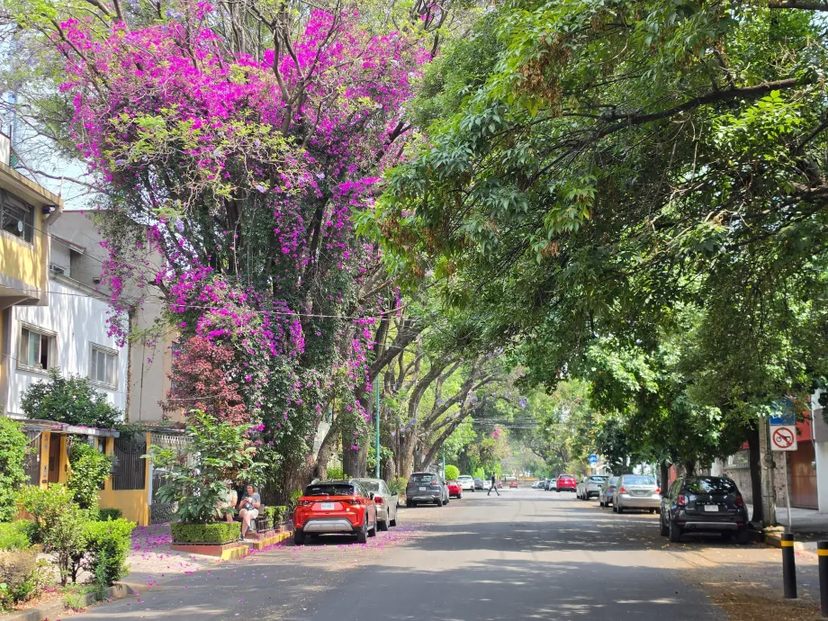 Distrik Coyoacán
