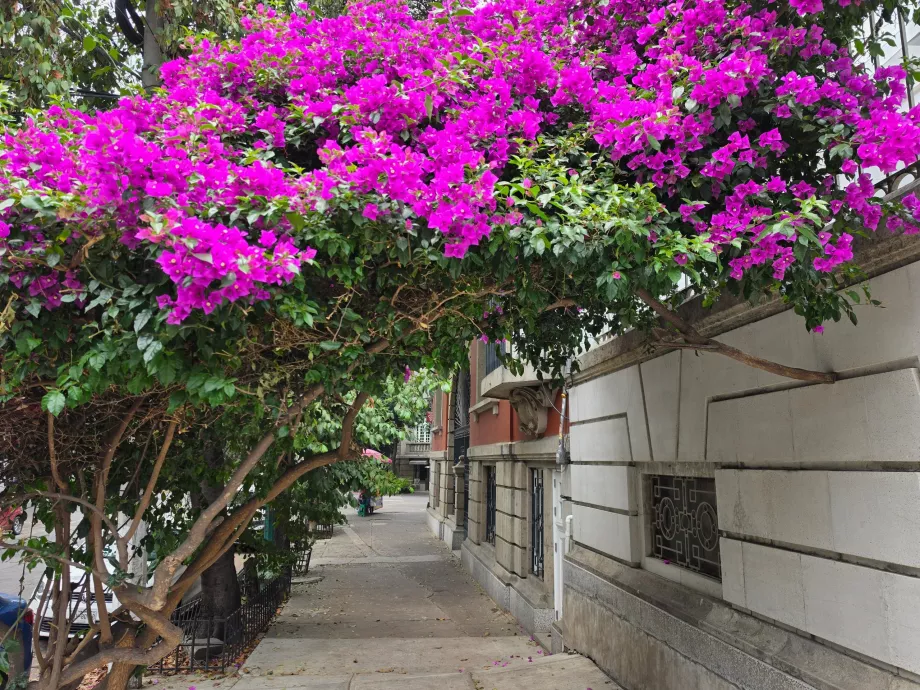 Jalan-jalan di Roma Norte