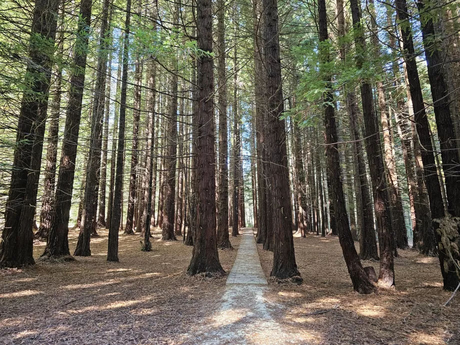 Jalan menuju Air Terjun Stevenson melalui Redwoods