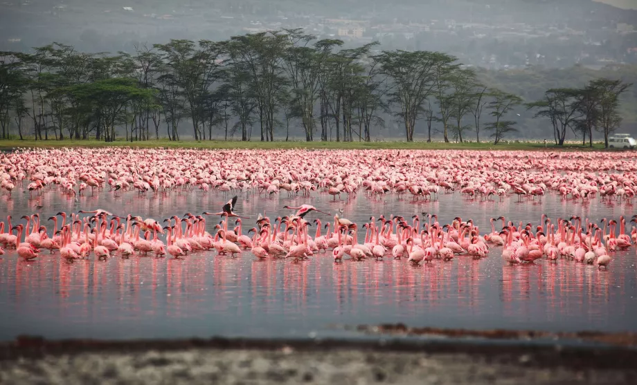 Flamingo di Nakuru