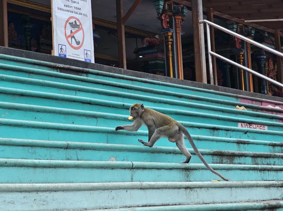 Monyet di Gua Batu