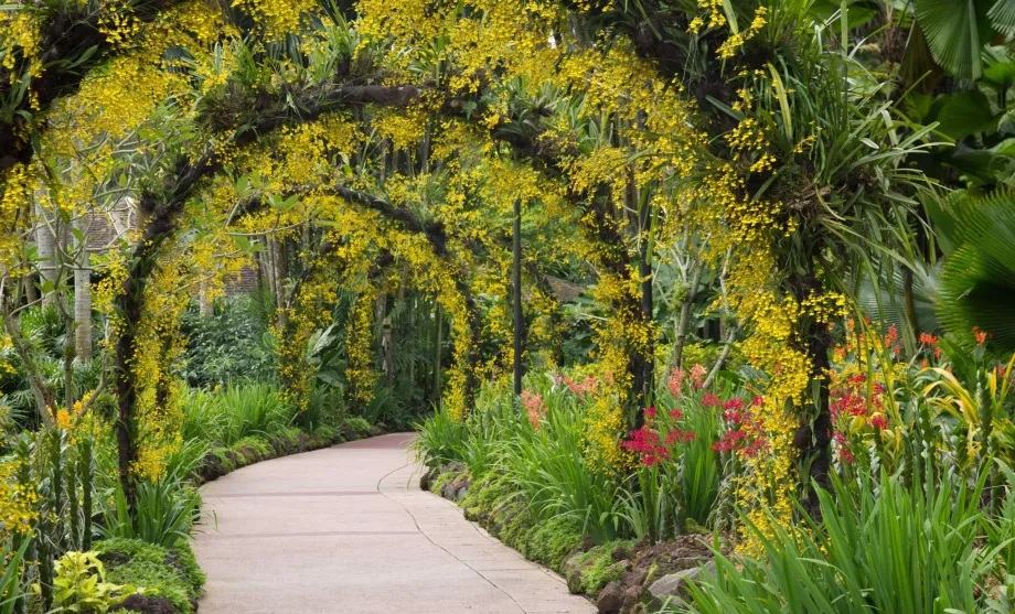 Kebun Raya Singapura (Botanic Garden of Singapore)