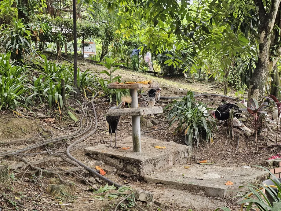 Taman Burung