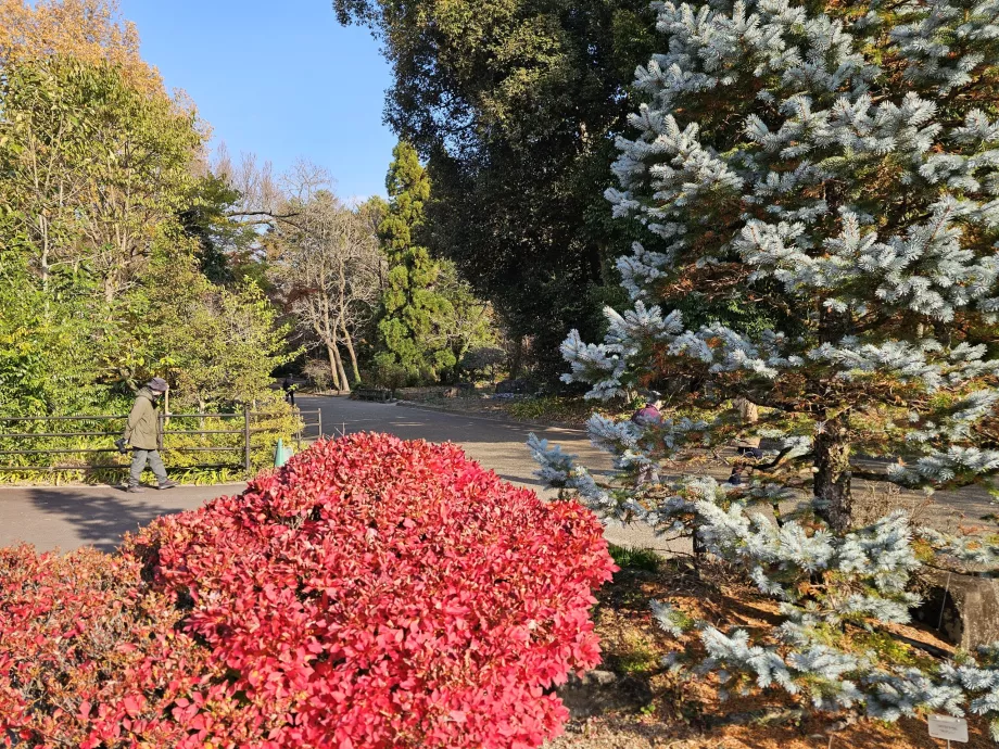 Kebun Raya Kyoto