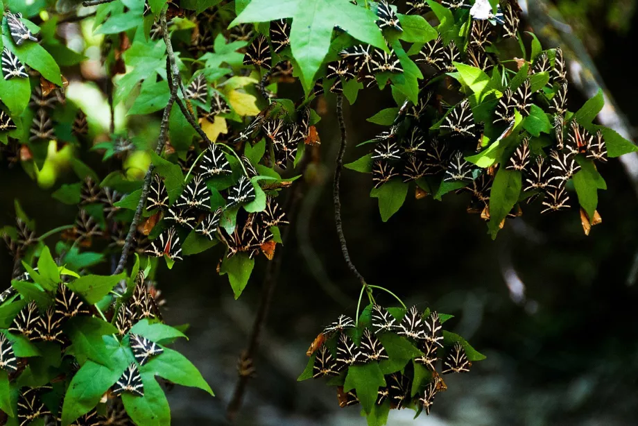 Lembah kupu-kupu