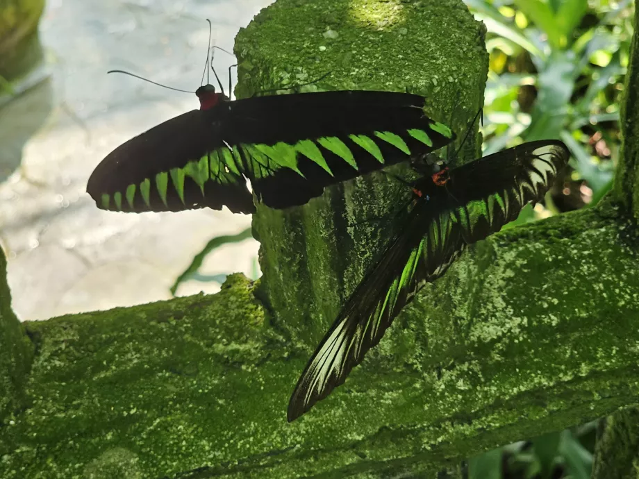 Taman Kupu-kupu