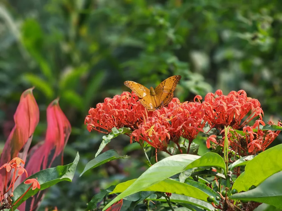 Taman Kupu-kupu
