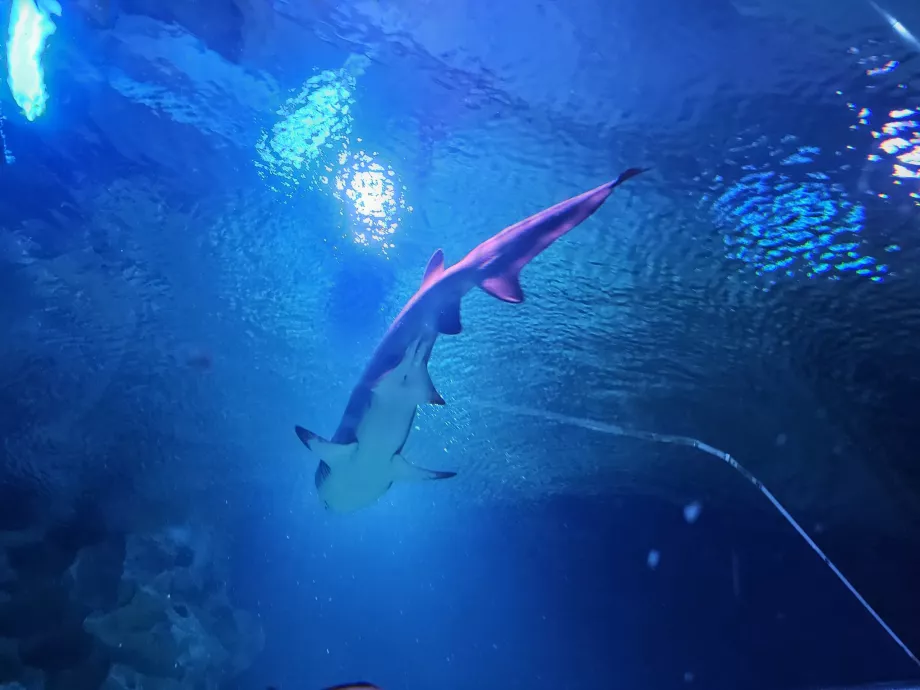 Hiu di Akuarium