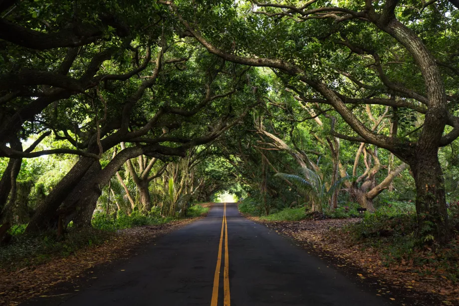 Hutan di Jalan Menuju Hana