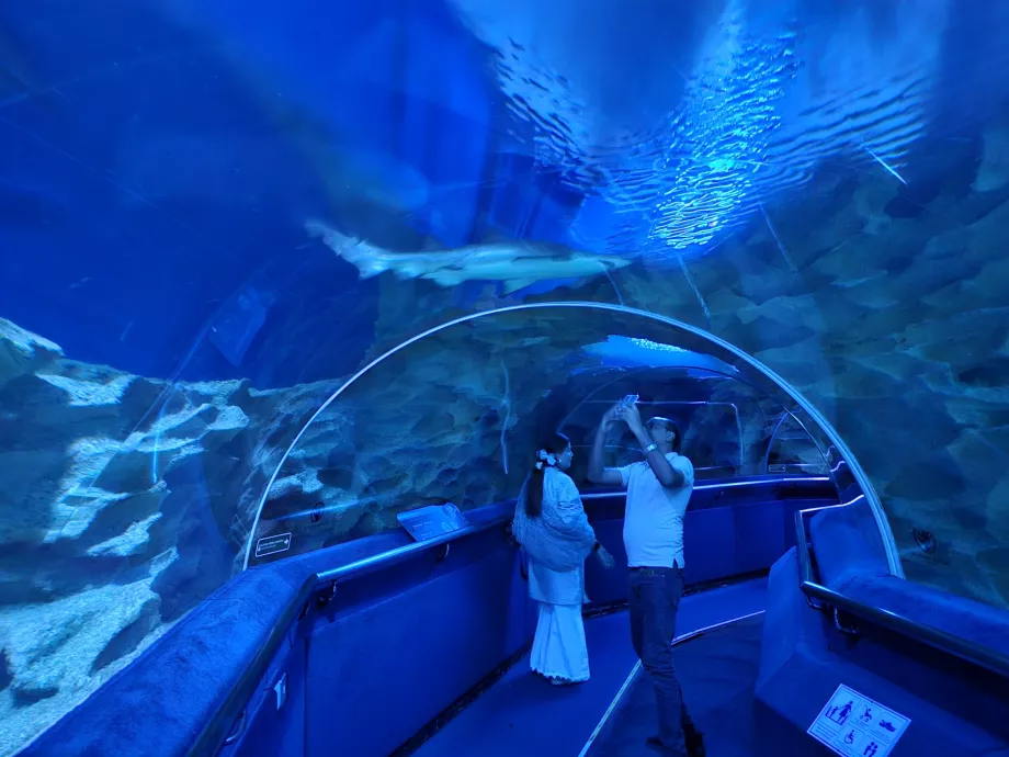 Hiu di Akuarium