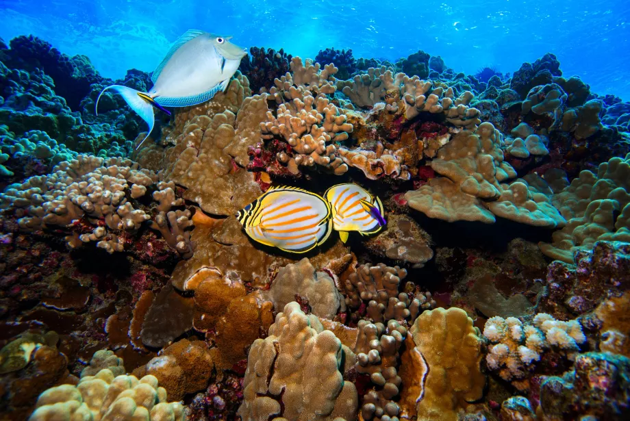 Dunia bawah laut Molokini