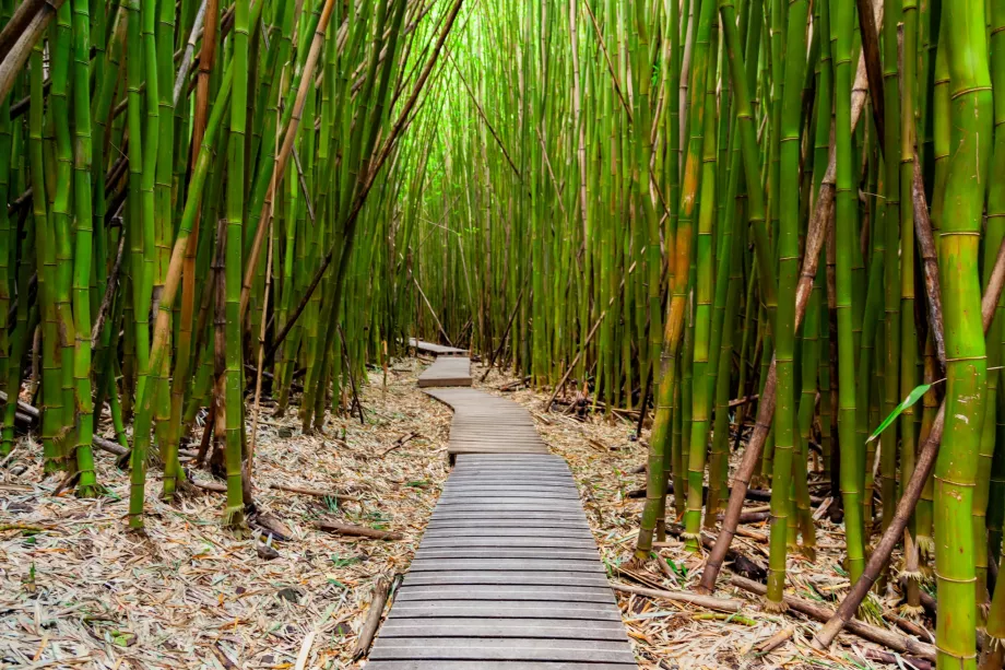 Hutan Bambu