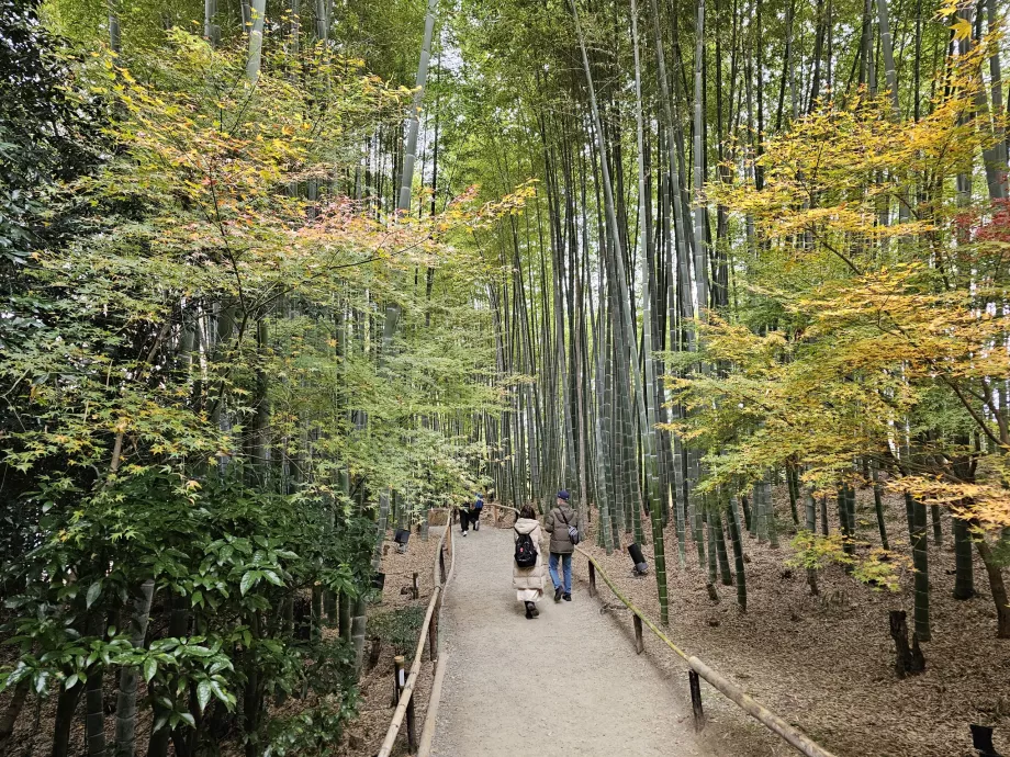 Kuil Kodai-ji, hutan bambu