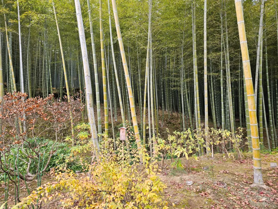 Hutan Bambu Arashiyama