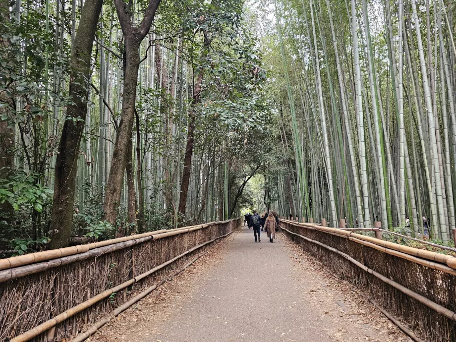 Hutan Bambu Arashiyama