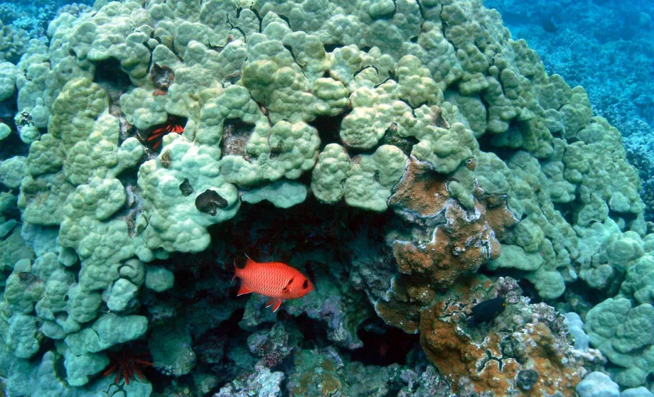 Snorkeling Honolua