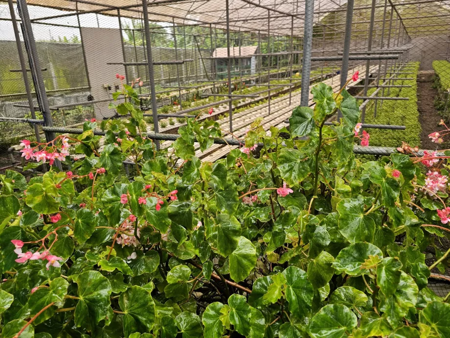 Perkebunan Vanille