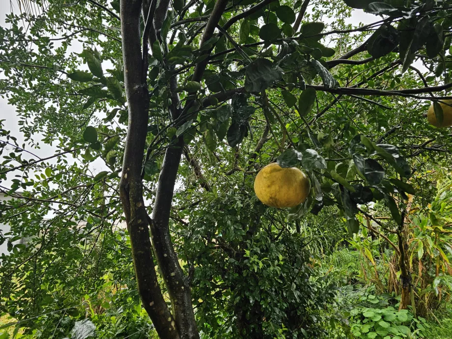 Perkebunan Vanille