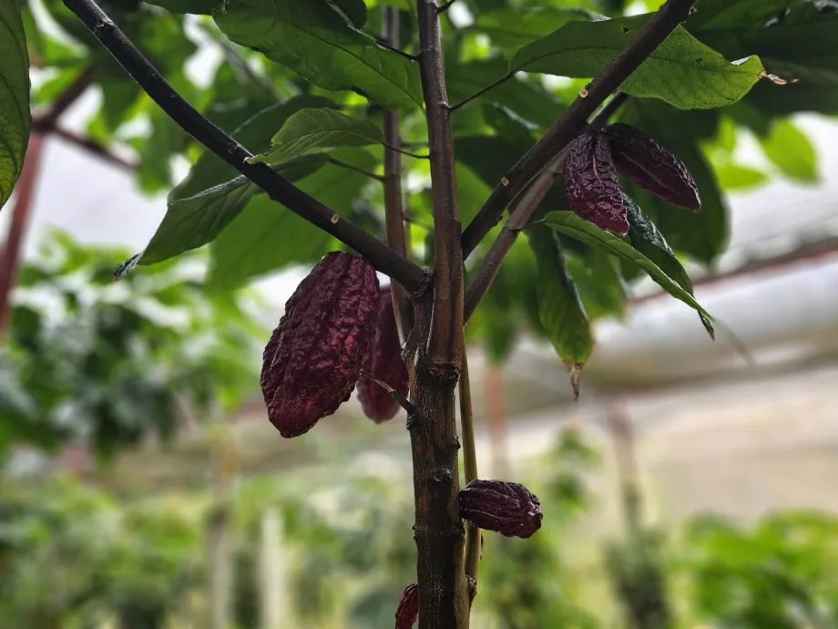 Kakao, Vanili Perkebunan