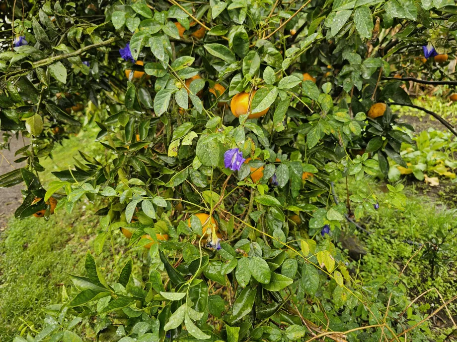 Perkebunan Vanille
