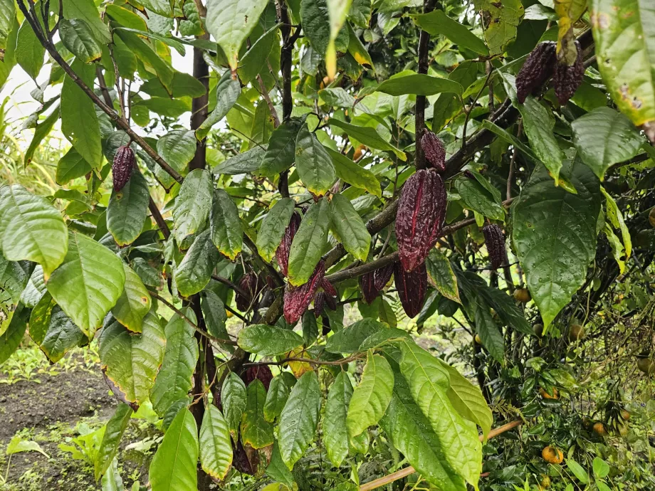 Perkebunan Vanille