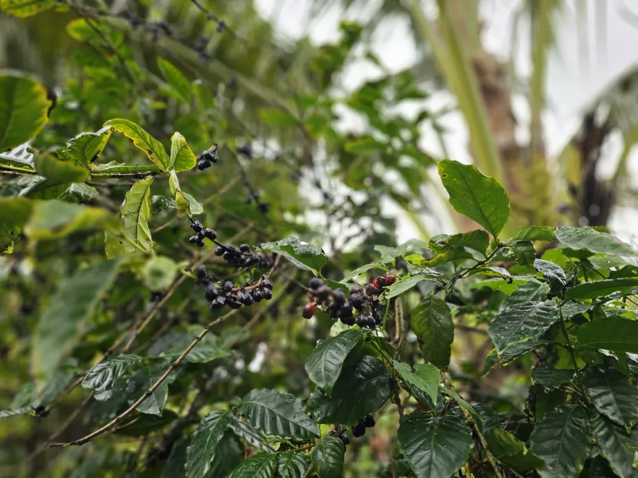 Kopi di Perkebunan Vanille