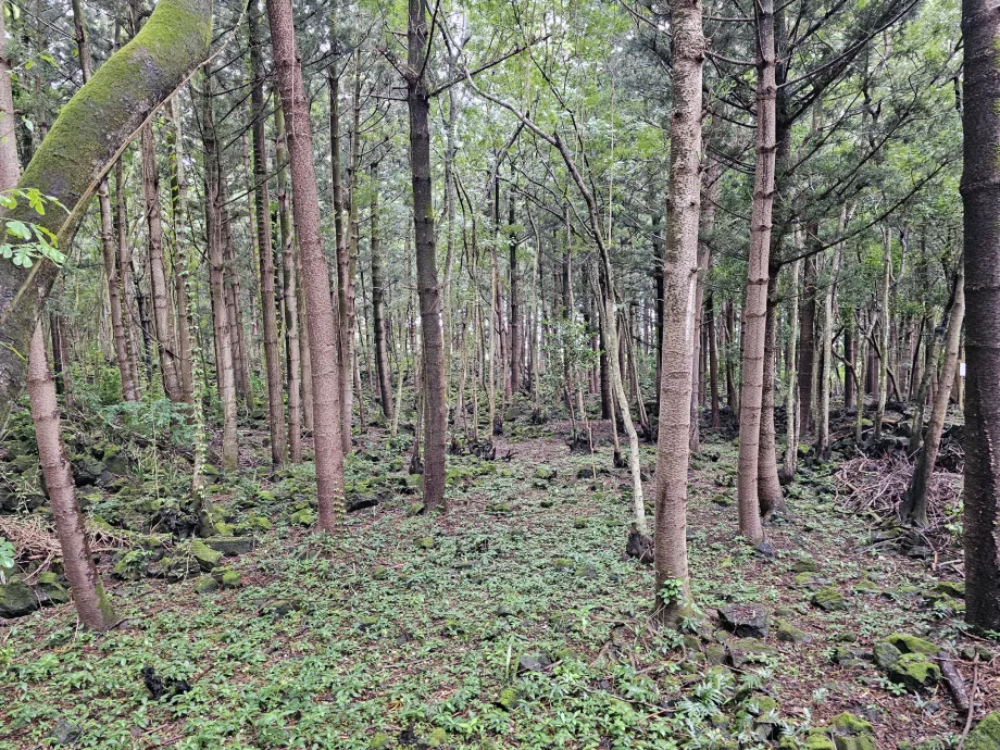 Taman Nasional Bras d'Eau