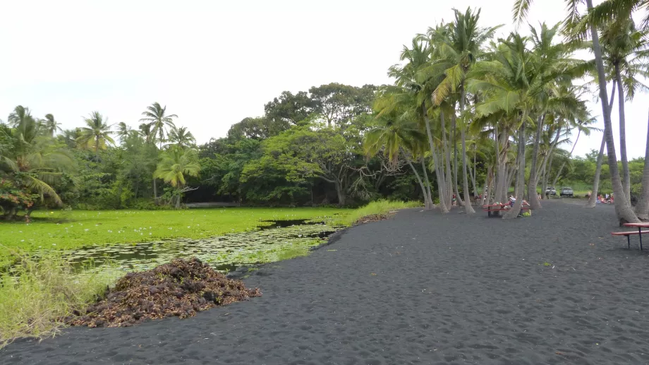 Kolam teratai