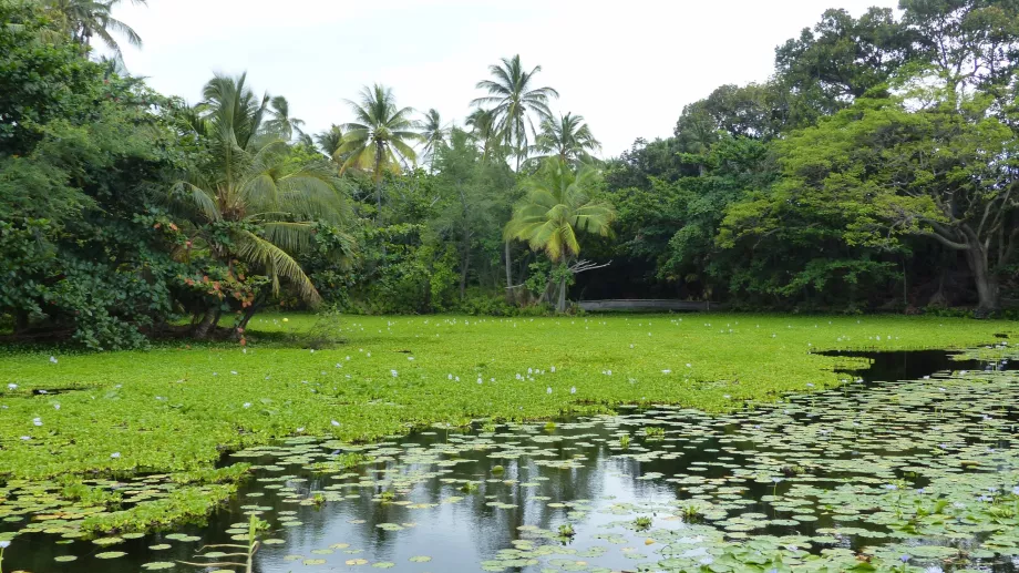 Kolam teratai