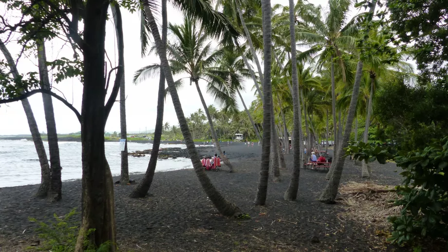 Rumpun palem di Pantai Punaluu