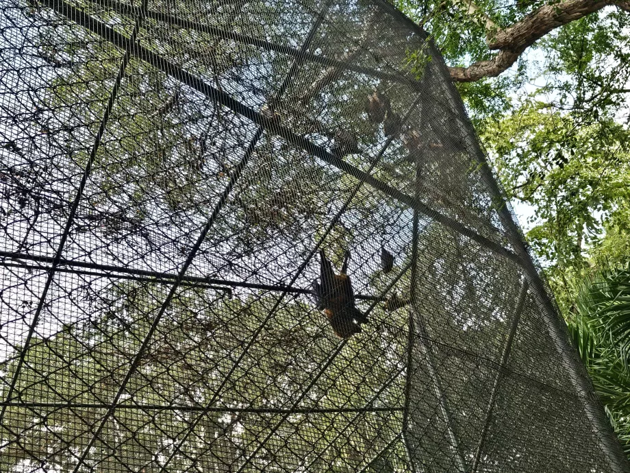 Kelelawar di Kebun Binatang Casela