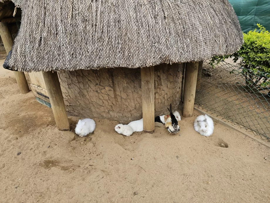 Kelinci di Kebun Binatang Casela