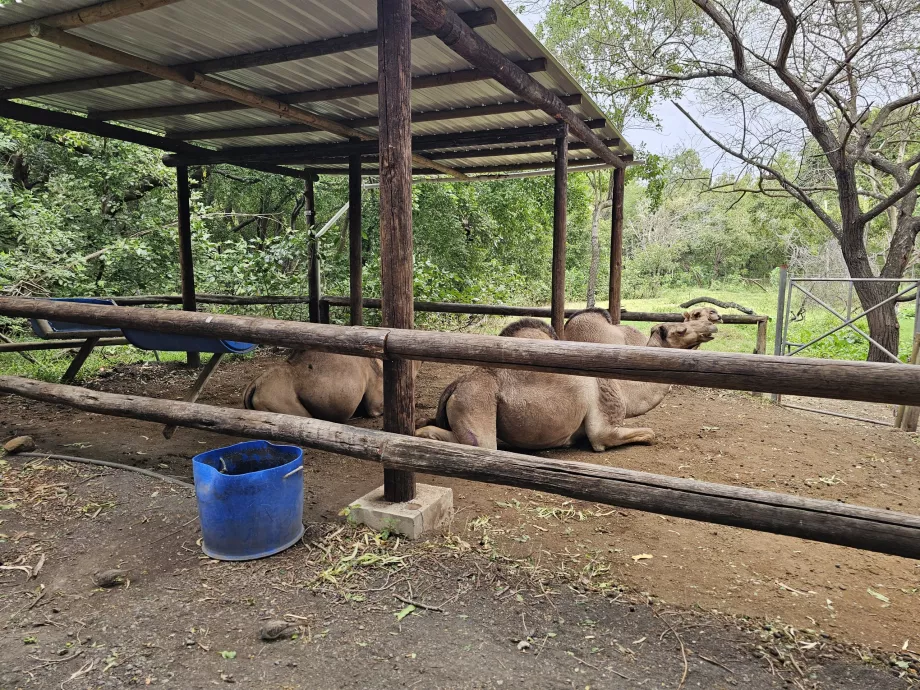 Unta di Kebun Binatang Casela