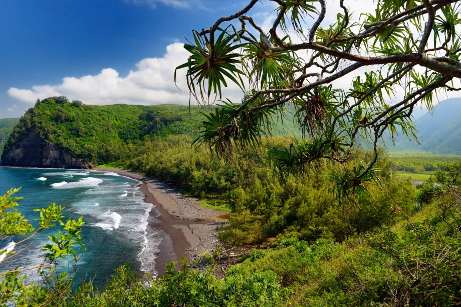 Jalur Pololu