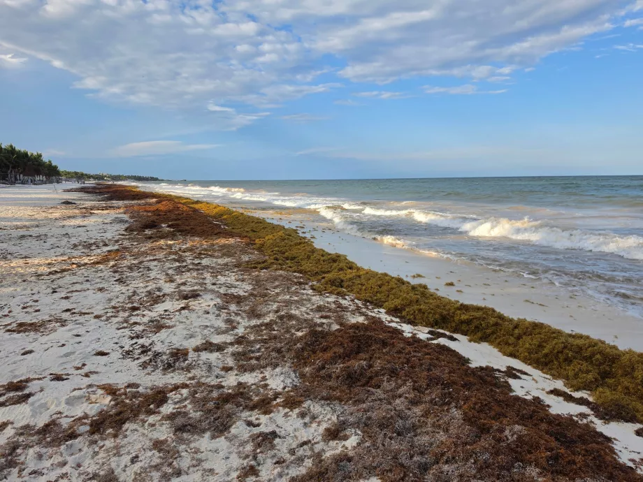 Rumput laut di pantai Tulum