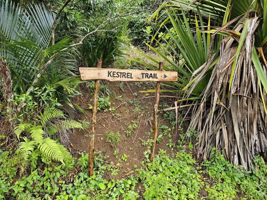 Penandaan jalan setapak di Hutan Eboni
