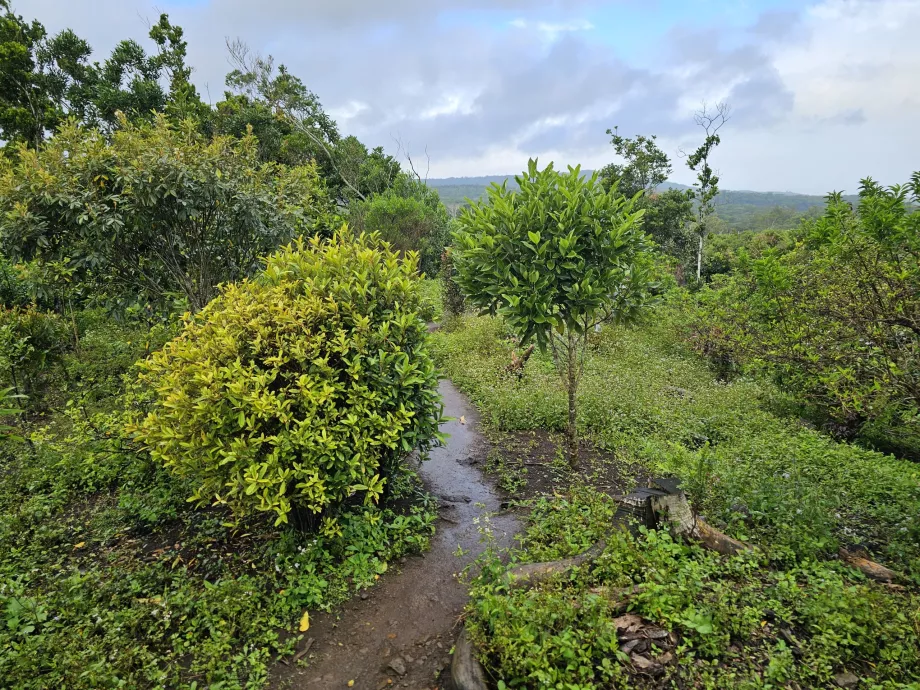 Hutan Eboni