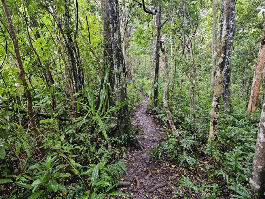 Hutan Eboni