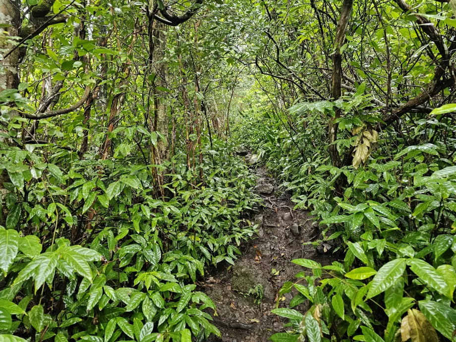 Piton du Canot, jalan setapak melintasi hutan