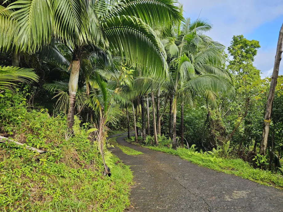 Hutan Eboni