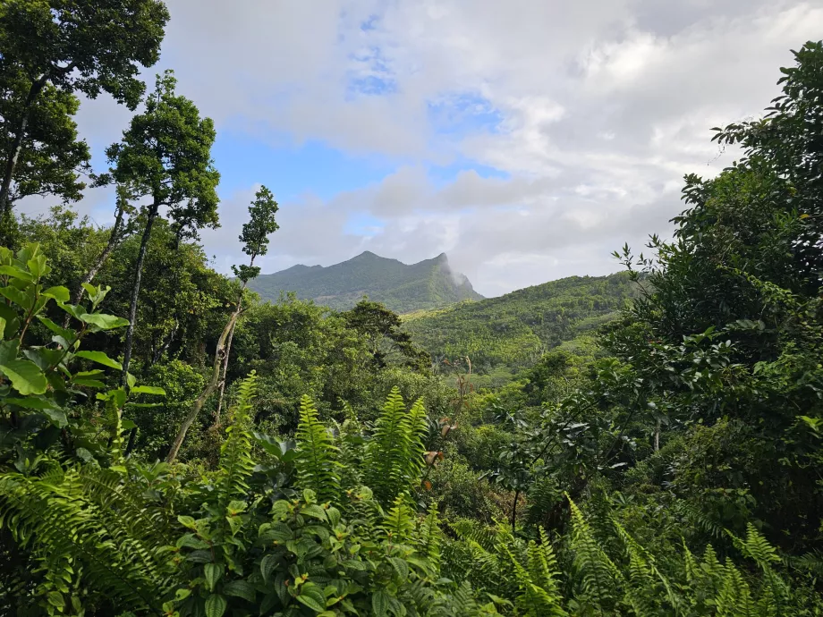 Hutan Eboni