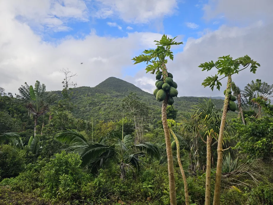 Hutan Eboni