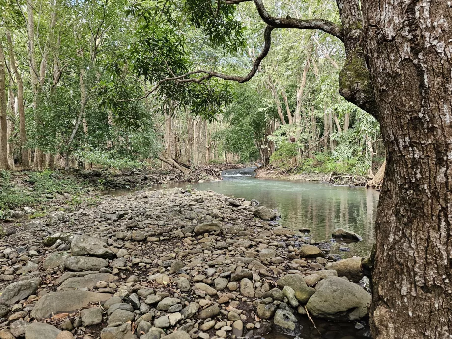 Taman Nasional Ngarai Sungai Hitam
