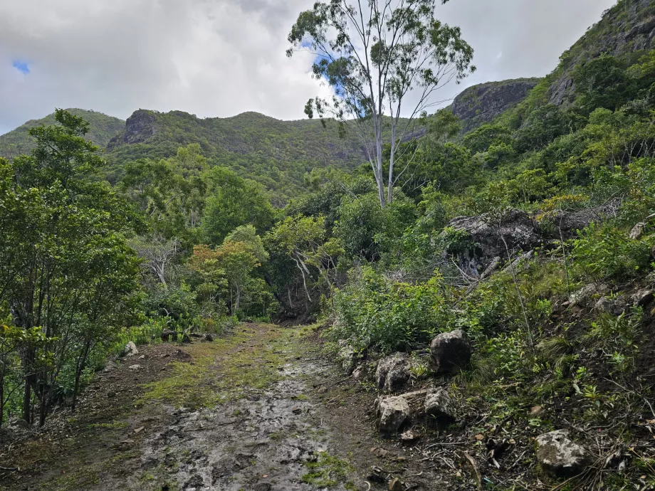 Taman Nasional Ngarai Sungai Hitam