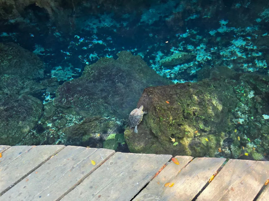 Kura-kura di Gran Cenote