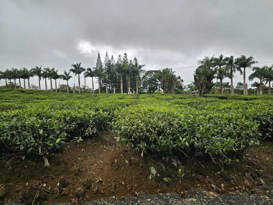 Perkebunan teh Bois Cheri