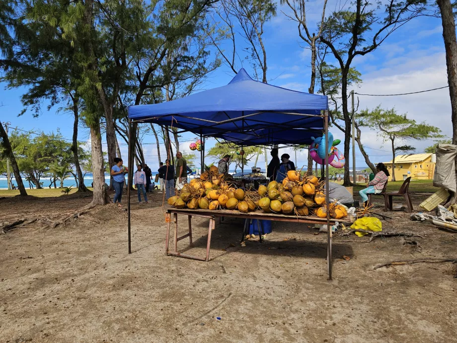 Kelapa di pantai
