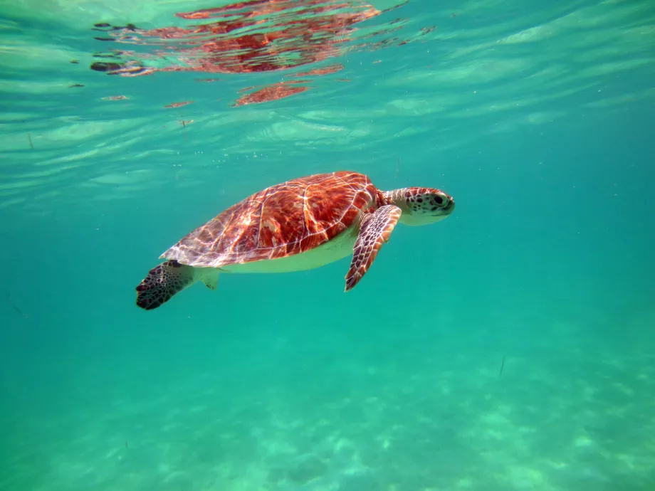 Penyu di Teluk Akumal