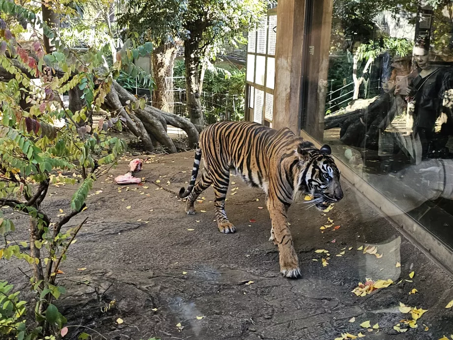 Harimau di Kebun Binatang Ueno